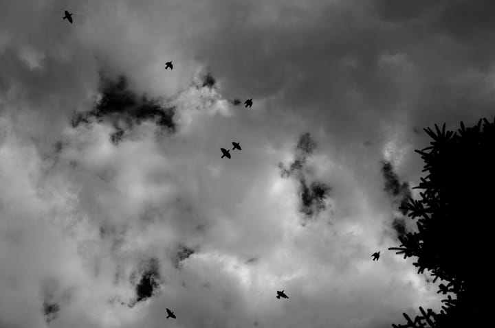 cloudy sky with birds in flight and foliage to the right
