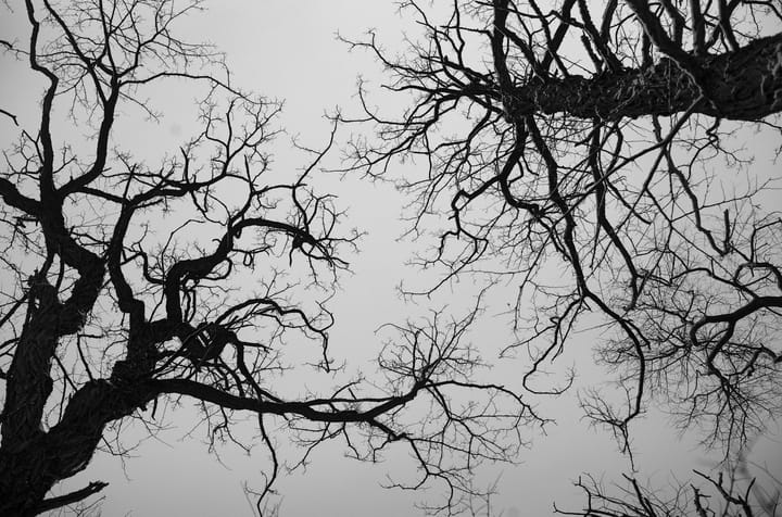 view from below of intricate branches of old trees without leaves